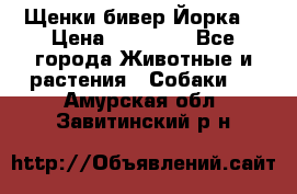 Щенки бивер Йорка  › Цена ­ 30 000 - Все города Животные и растения » Собаки   . Амурская обл.,Завитинский р-н